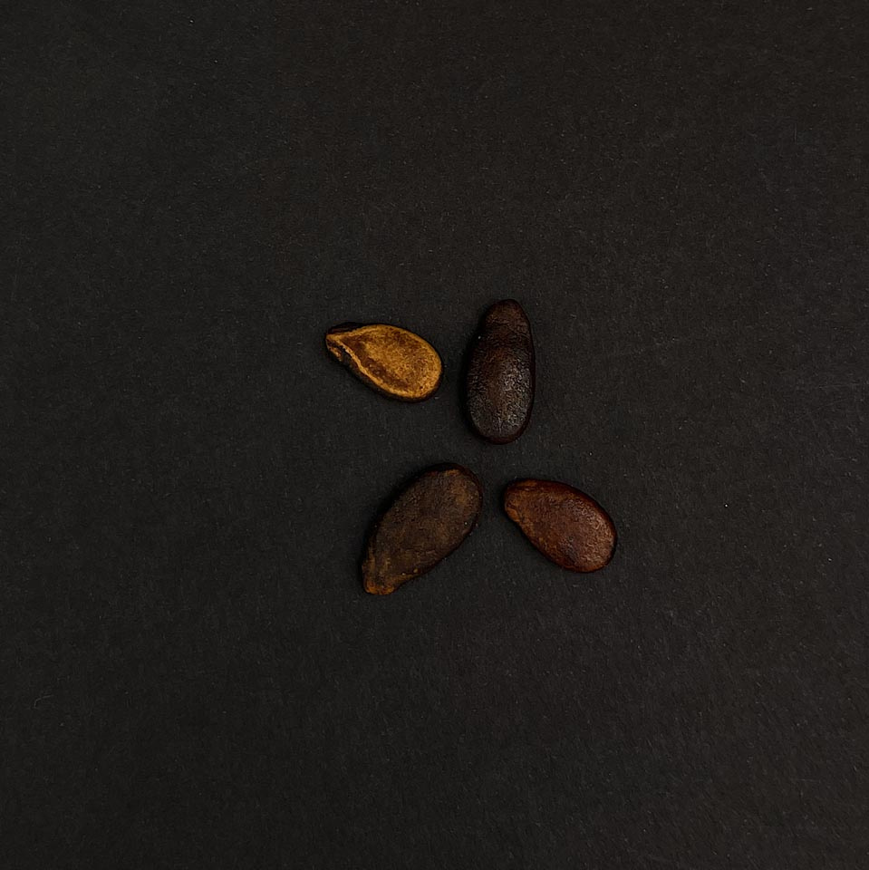 Black Seeds