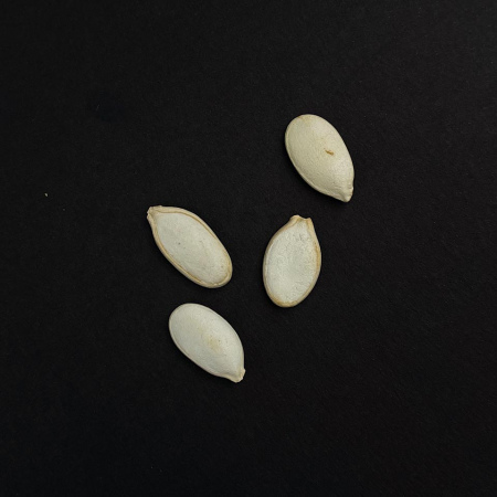 PUMPKIN SEEDS